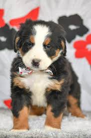 Bernese mountain dog puppies for sale in columbus Bernese Mountain Dog Libra All Star Puppies All Star Puppies