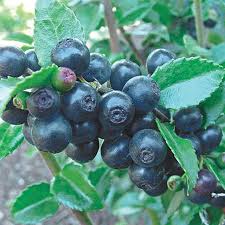 Fennel garden huckleberries garlic ground cherries gourds horseradish kale kohlrabi leeks lettuce melons microgreens okra onions oriental vegetables parsnip peas peppers potatoes pumpkins radishes root parsley rutabaga/turnips shoots Huckleberry Native Shrubs That Attract Pollinators