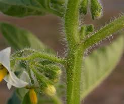 Image result for Solanum richardii