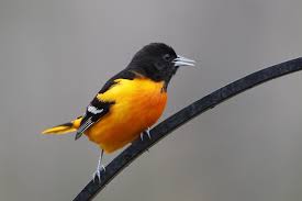 Birds Native To Maryland Watch Grape Jelly Is Apparently Luring Maryland S State Bird To South Carolina In 2020 State Birds South Carolina Orioles