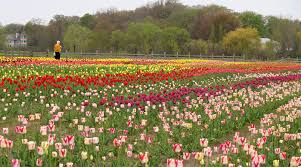 The most fantastic flower creations float by during the flower parades organized throughout the country from spring we have picked holland's top six most beautiful flower parades, each with its own theme and charm. Tulip Time Holland Michigan Has Its Tulips Down Pat The Traveling Gardener