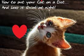 These are the simplest and most effective options we know: Cat Dieting Bondaygee Arts Therapy Center