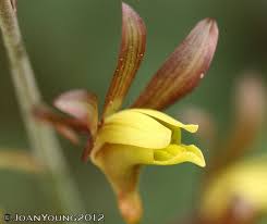 Image result for Eulophia hereroensis