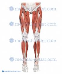 There are anterior muscles diagrams and posterior muscles diagrams. Medical Illustrations Of Superficial Dissection Of Hip And Thigh Showing Lateral Epicondyle And Gerdy S Tubercle