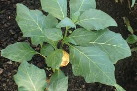 Image result for Solanum macrocarpon