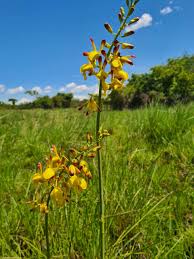 Image result for Eulophia angolensis