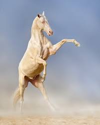 ahaltekinec akhal teke akhalteke konnoefoto horse horsephotography desert rearingup equinephotography nem akhal teke pretty horses akhal teke horses