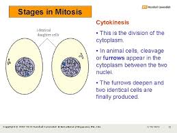 The process of mitosis consists of the following stages or phases Chapter 18 Cell Division Mitosis Meiosis 2 N