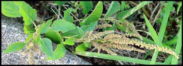 Image result for Amaranthus viridis