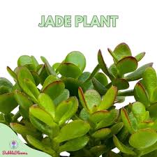 Image result for Crassula zombensis