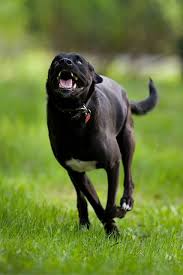 Fast Dog Cat Vs Dog Dogs Black Dog