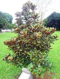 Sideroxylon Puberulum Wikipedia Pngtree provides you with 47,135 free mangly poster hd background images, vectors, banners and wallpaper. sideroxylon puberulum wikipedia