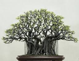 Peepal cutting to bonsai, how to make peepal bonsai from cutting, peepal tree bonsai how to how to make a bonsai tree | best bonsai for beginners : 12 Bonsai Ficus Religiosa Ideas Bonsai Ficus Ficus Bonsai