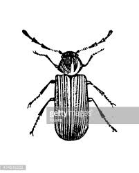 Like snow flakes, it is not likely you will find similar patterns on specimens unless they are gathered from the same home. Antique Illustration Of Common Furniture Beetle Anobium Punctatum Vector Image Royalty Free