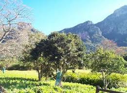 Image result for Ilex mitis