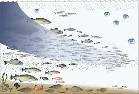 environmental impact of fishing wikipedia