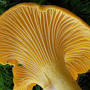 Chanterelle Mushrooms from en.wikipedia.org