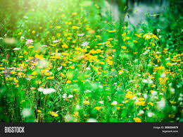 Check spelling or type a new query. Field Flowers Image Photo Free Trial Bigstock