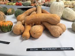 Image result for Cucurbita moschata