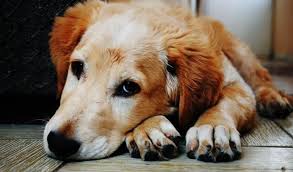 If you have a small dog, hold your dog in your lap or place them on a steady surface. Dog Grooming How Often Should You Clip Your Dog S Nails Doggies Gone Wild