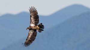 Differences Between A Bald And Golden Eagle Audubon