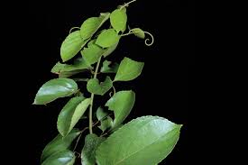 Image result for Gouania