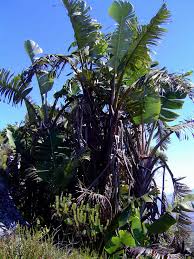 Image result for Strelitzia caudata