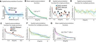 Which animal cell junction is correctly matched with its function. Mechanical Heterogeneity Along Single Cell Cell Junctions Is Driven By Lateral Clustering Of Cadherins During Vertebrate Axis Elongation Elife