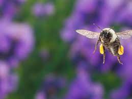 Maybe you would like to learn more about one of these? Bees And Flowers Have Had The World S Longest Love Affair Now It S In Danger Alison Benjamin The Guardian
