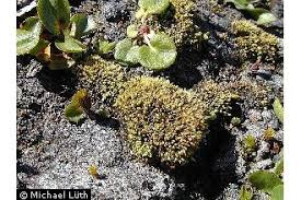 Image result for Conostomium