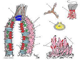 Provide them with labels bearing the names of sponge cells and structures. Marine Bio Ch 8 Sponge Label Diagram Quizlet