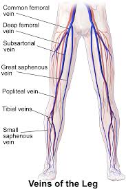 Serial cross sections anatomy sartorius muscle, profunda femoris (deep femoral). Deep Vein Of The Thigh Wikipedia