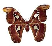 Image result