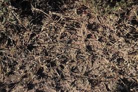 Image result for Cynodon incompletus