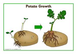 Plant Growth Primary Teaching Resources And Printables