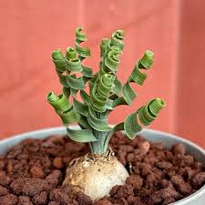 Image result for Albuca nigritana
