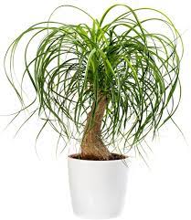 Check spelling or type a new query. Beaucarnea Pied D Elephant Culture Et Conseils D Entretien