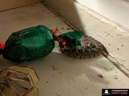 And, where possible, park your car in a garage to keep it you can trap them in a long, thin section of pipe. Garage Rattlesnakes Holiday Awareness Rattlesnake Solutions