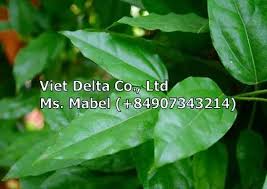 Image result for Tiliacora