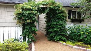 Refrain from watering the hydrangea in the winter. Climbing Hydrangea On A Sturdy Trellis Creates The Inviting Illusion Of A Doorway Encouraging Visit Climbing Hydrangea Hydrangea Garden Front Yard Landscaping