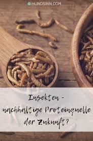 Insekten Nachhaltige Proteinquelle Der Zukunft In 2020 Insekten Essen Proteinquellen Insekten