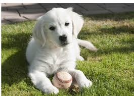 English European Golden Retriever Puppy Want Puppies And Kitties Golden Retriever White Golden Retriever Puppy