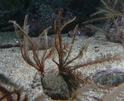 Image result for Stemodia serrata