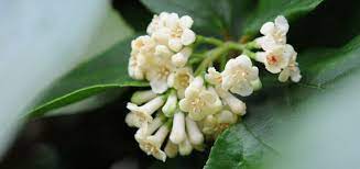 Indoor plant with little white flowers. Viburnums