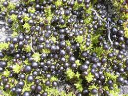 Image result for Coptosperma rhodesiacum