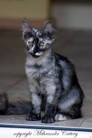 I hope that wasn't too confusing! Cat Colors Turkish Angora Cats