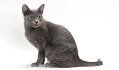 Korat Cats/Kittens availability