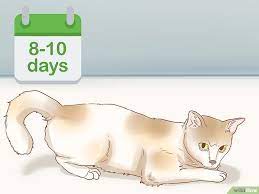 Pin On Cat Art