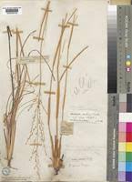 Image result for Eragrostis pallens