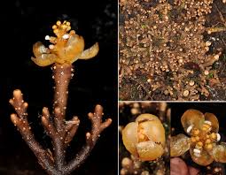 Image result for Balanophoraceae